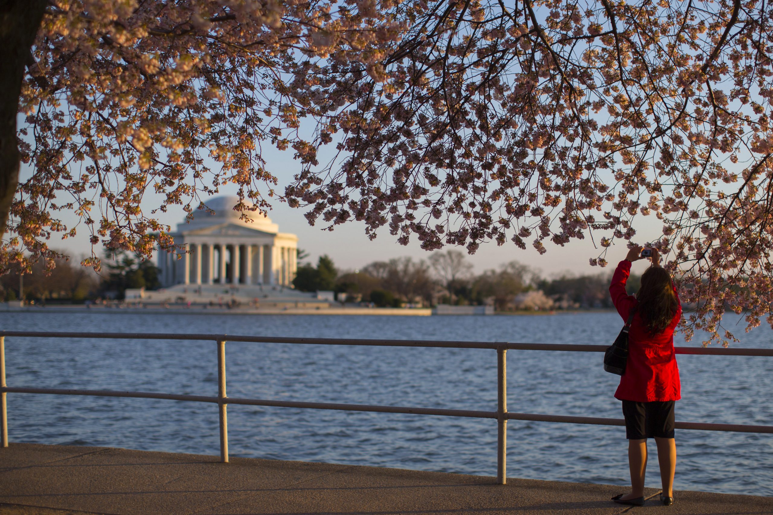 Cherry blossoms reach peak bloom on target in DC