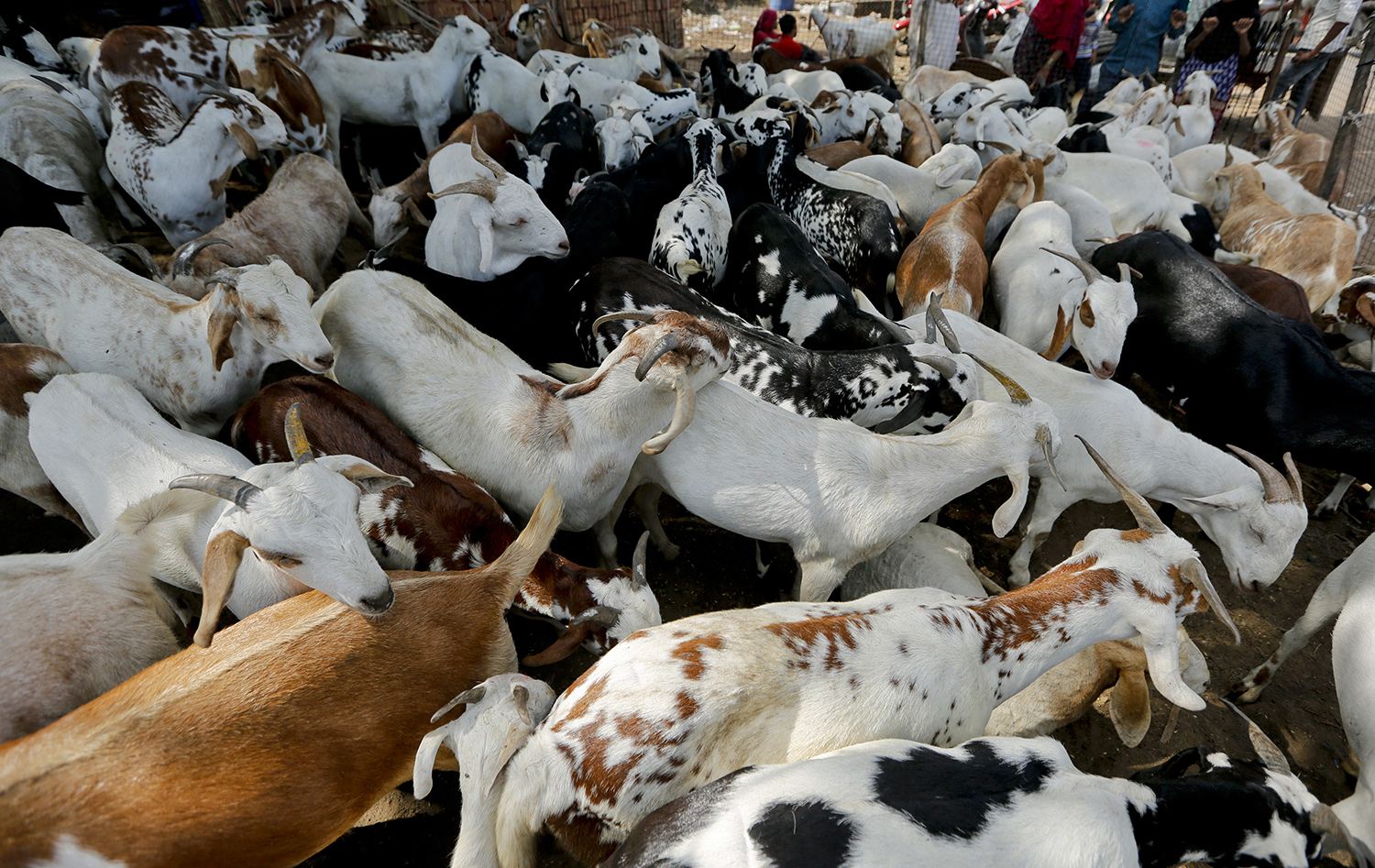 The military kills 8,500 pigs and goats every year for medical training. A new bill would end that