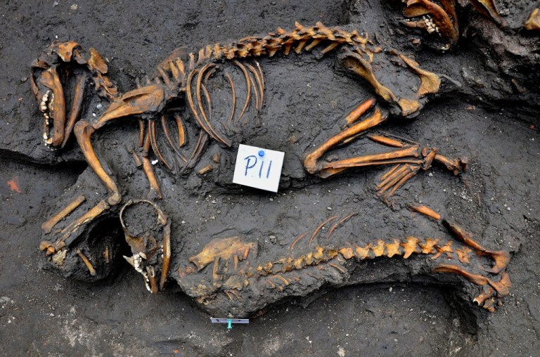 This Jan. 17, 2014 image released by Mexico's National Institute of Anthropology and History, INAH), Friday, Feb. 14, 2014, shows canine skeletons unearthed by investigators in Mexico City. Archaeologists say they have discovered 
