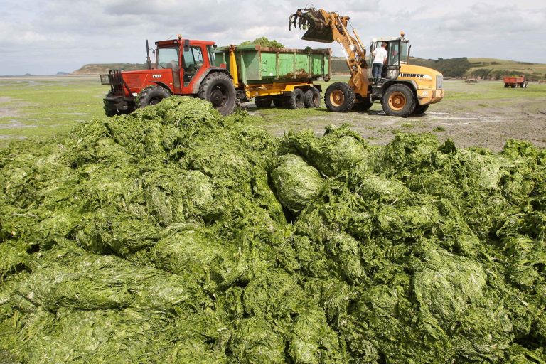Court rules France responsible in toxic algae case