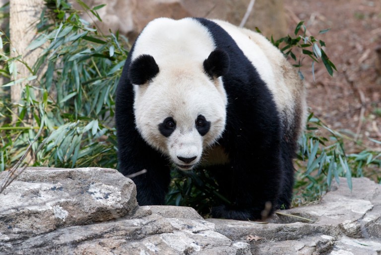 National Zoo's giant panda sent to conservation and breeding center under terms of a long-term agreement. (AP Photo/J. Scott Applewhite)