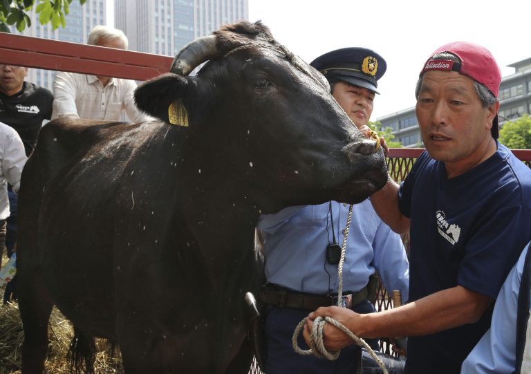 Japanese farmer Masami Yoshizawa, right, shows a black bull with speckles to the media as police officers block him from leading the bull off a truck he drove from Fukushima, northeastern Japan, in front of Agriculture Ministry in Tokyo Friday, June 20, 2014. Yoshizawa and fellow farmer Naoto Matsumura whose livelihoods were wrecked by the March 2011 nuclear disaster at the Fukushima Dai-Ichi nuclear plant have staged a protest briefly at the ministry to appeal for help with the livestock, some of which have developed unexplained white spots on their hides. (AP Photo/Koji Sasahara)