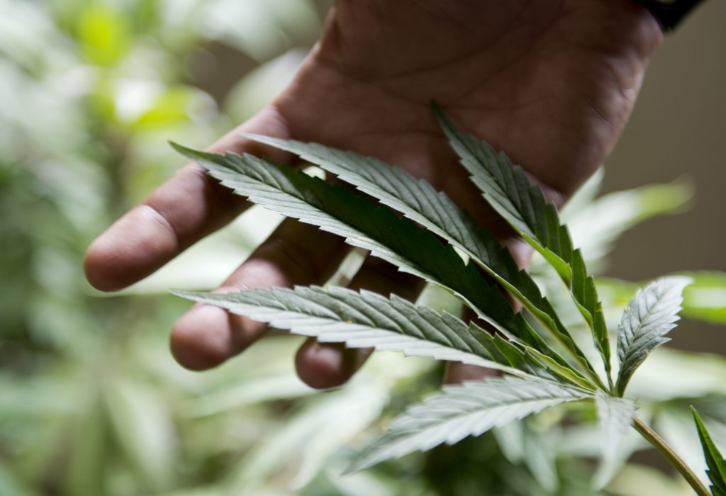 Lawmakers still divided over marijuana legalization