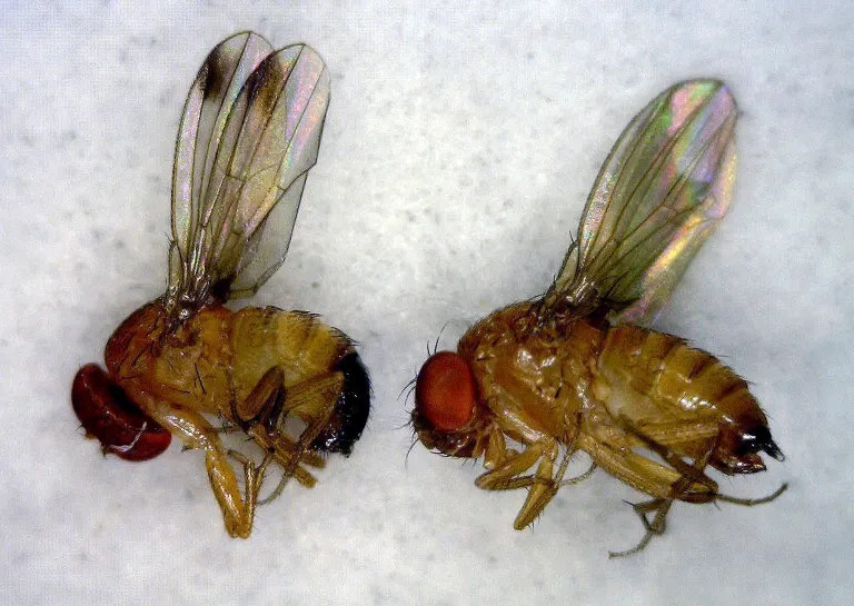 Northeast berry farms fight late-season fruit fly
