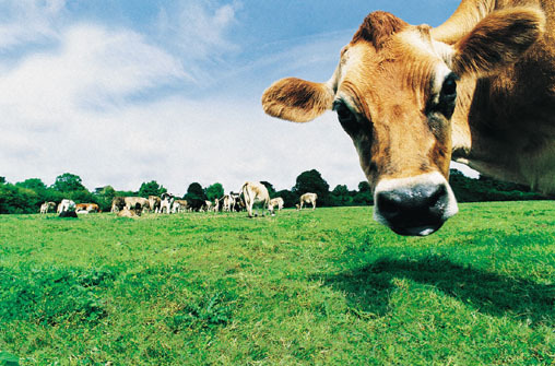 With all eyes on the fiscal cliff, will Congress sneak through agri-corporate-welfare?
