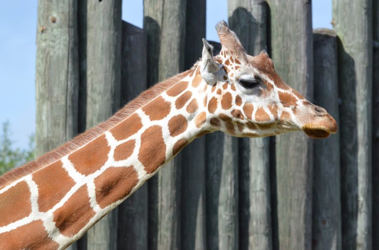 This undated handout photo provided by The Maryland Zoo in Baltimore shows Angel the giraffe. The Maryland Zoo euthanized Angel after it had struggled with age-related medical issues for months. Officials at the Baltimore zoo said Wednesday that they euthanized 17-year-old Angel on Tuesday. (AP Photo/The Maryland Zoo in Baltimore)