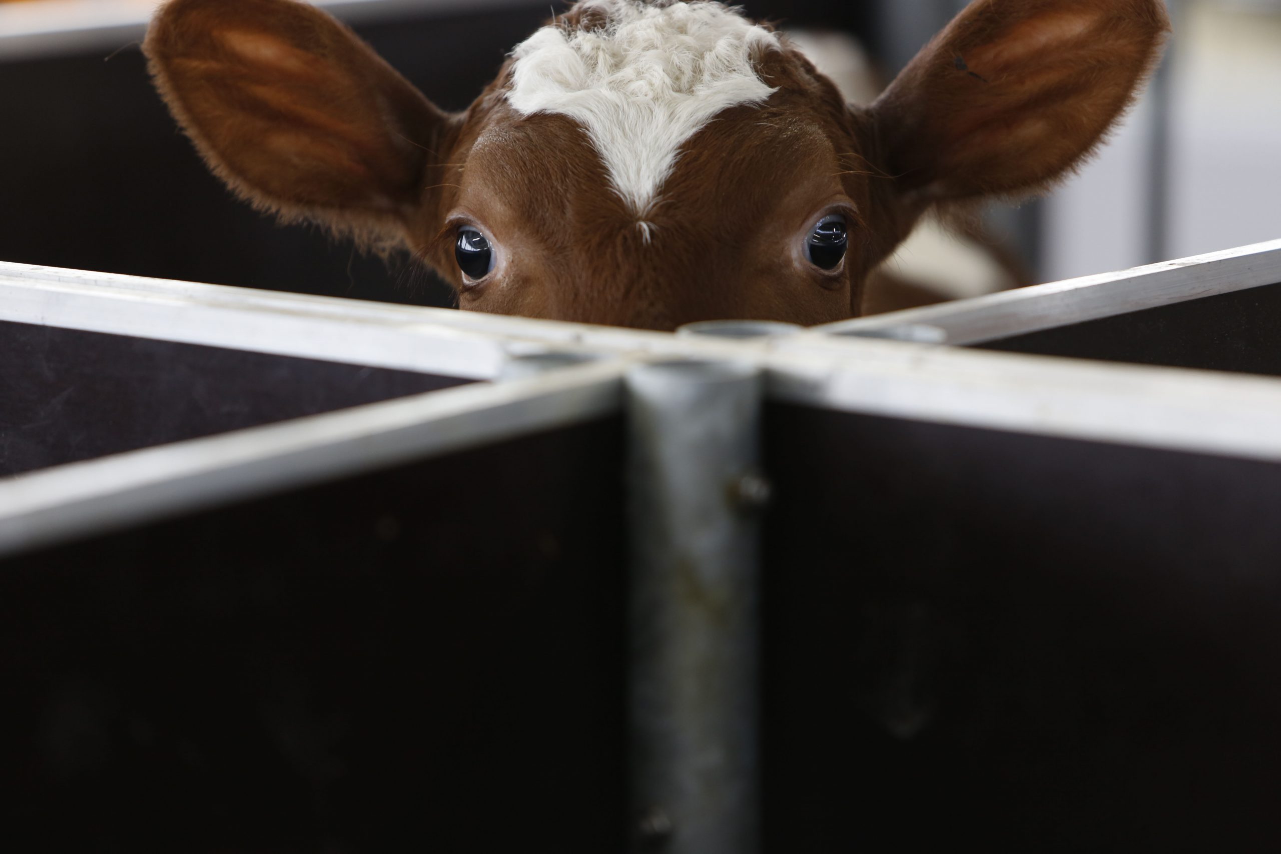 Cows can be potty-trained and taught to use ‘MooLoo’
