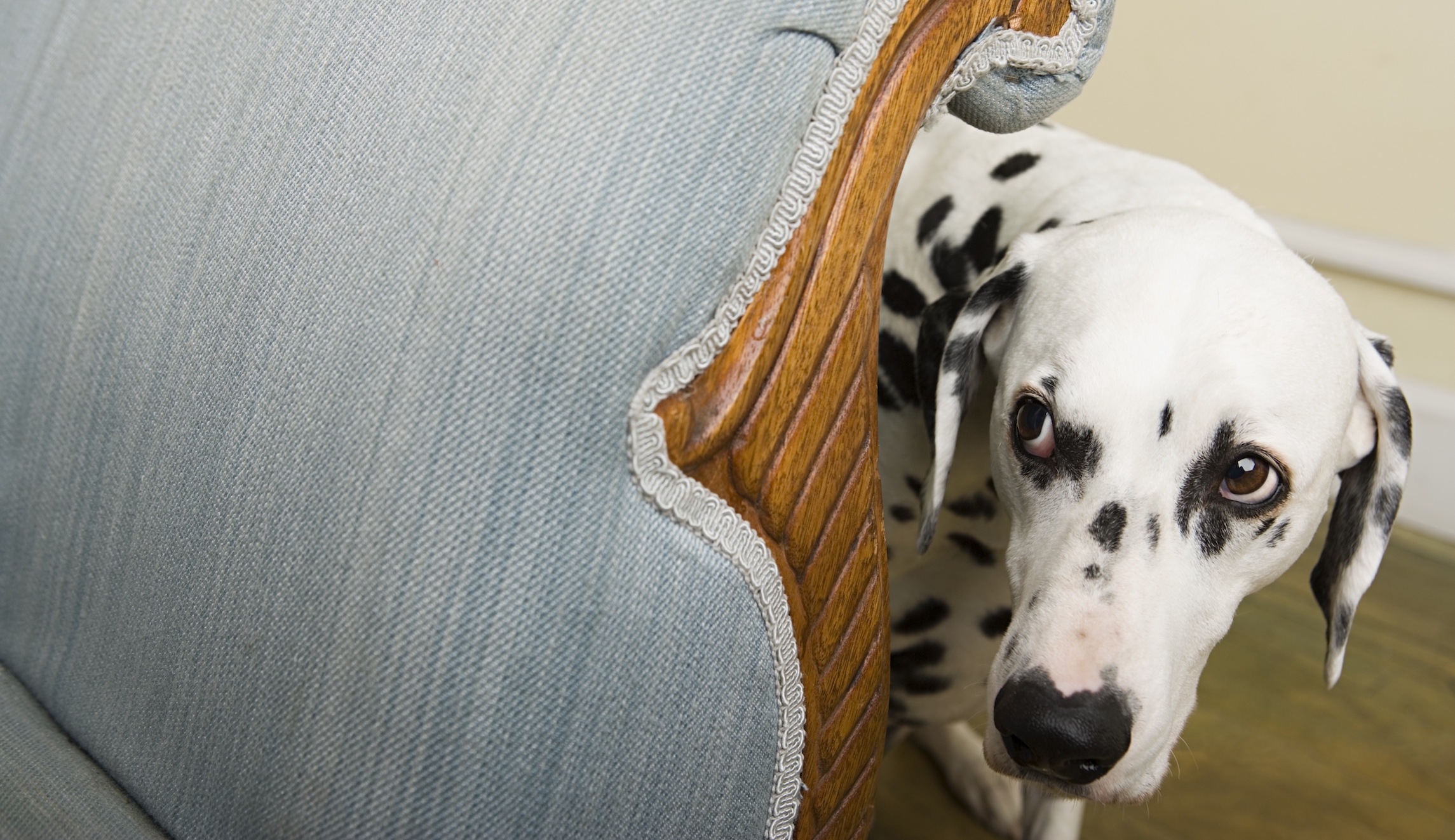 Cruelty to animals is a red flag for future violence