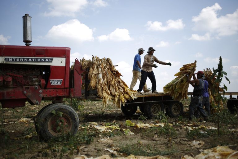 Migrant workers from Mexico and Nicaragua harvest Burley tobacco grown by Tucker Farms before hanging the leaves in barns to begin their six week curing process September 9, 2013 in Pleasureville, Kentucky. (Photo by Luke Sharrett/Getty images)