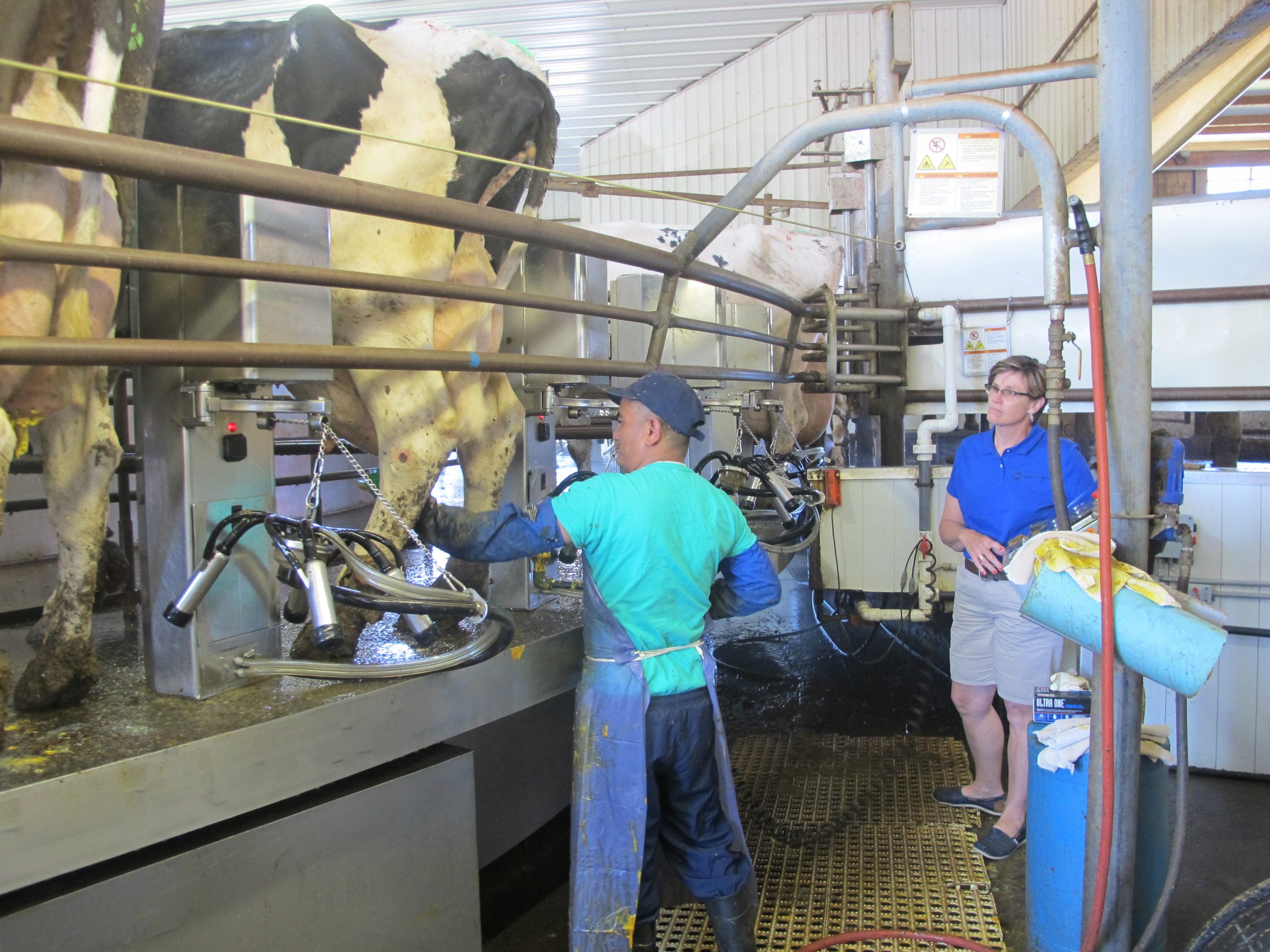 Program trains refugees for work on NY dairy farms