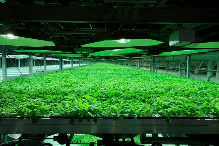 In this undated photo provided by Kentucky BioProcessing, tobacco plants are grown in a controlled environment at the Kentucky BioProcessing facility in Owensboro, Ky. The company is using tobacco plants grown at this facility to help manufacture an experimental drug to treat patients infected with Ebola. (AP Photo/Kentucky BioProcessing)