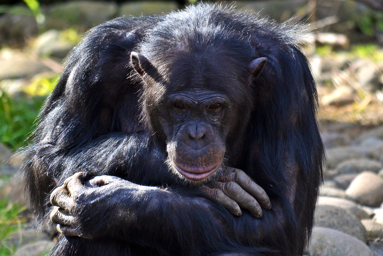 Oregon deputy fatally shoots chimpanzee that attacked woman