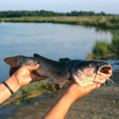 Three federal agencies were charged with overseeing catfish safety inspections. (Photo: Thinkstock)