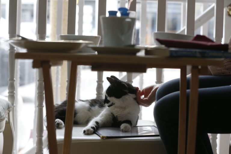 Feline fans flock to London’s first cat cafe