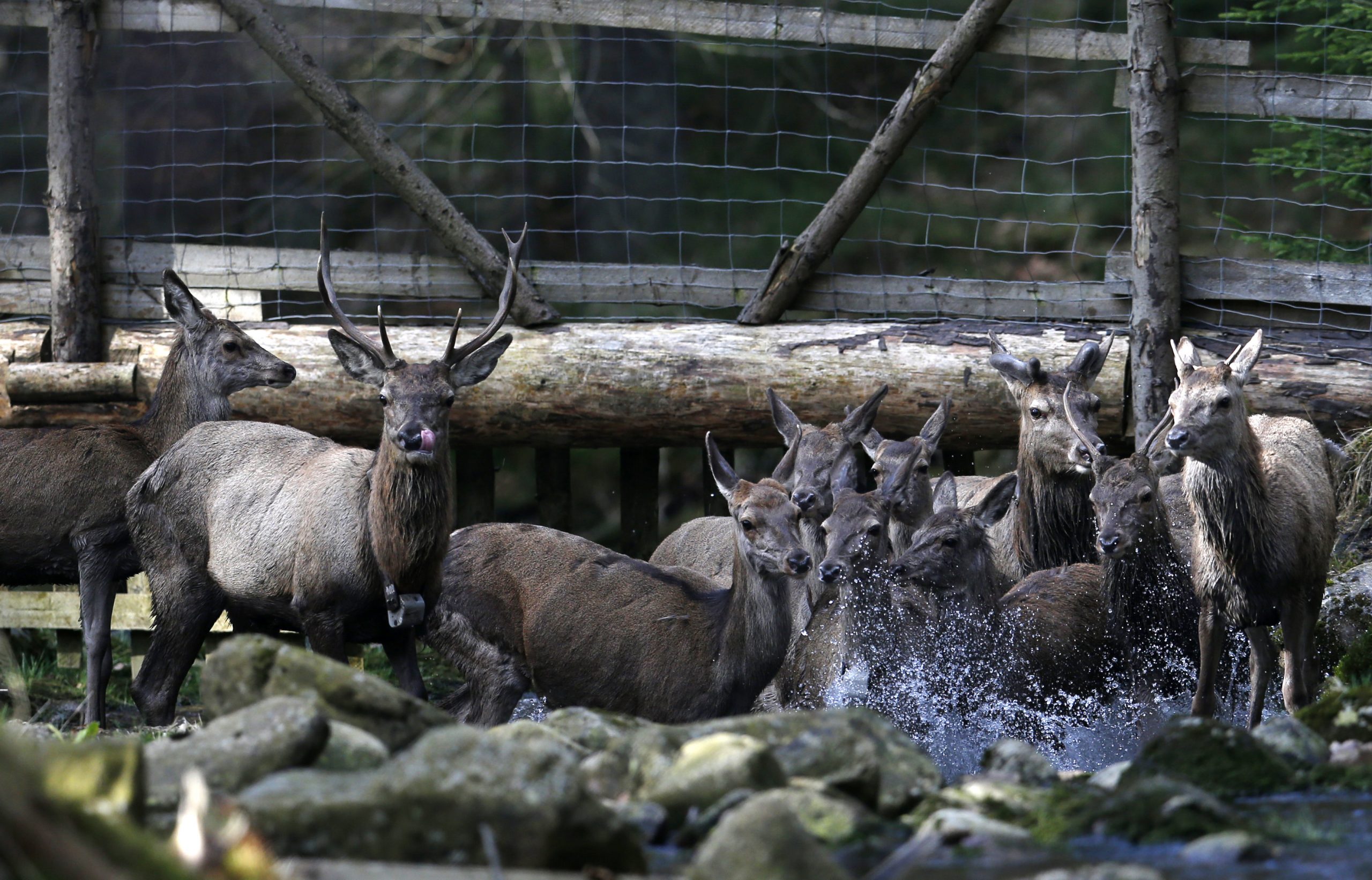 Former Iron Curtain still barrier for deer