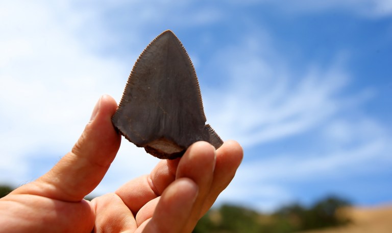 In this Monday, June 30, 2014, paleontologist James Walker holds a Megalodon shark tooth found at the Calaveras Dam replacement project in Fremont, Calif. Giant teeth from a 40-foot-long shark and portions of what could turn out to be an entire whale skeleton are among the hundreds of fossils being carefully unearthed at a dam construction site in Silicon Valley. (AP Photo/ Bay Area News Group, Aric Crabb)