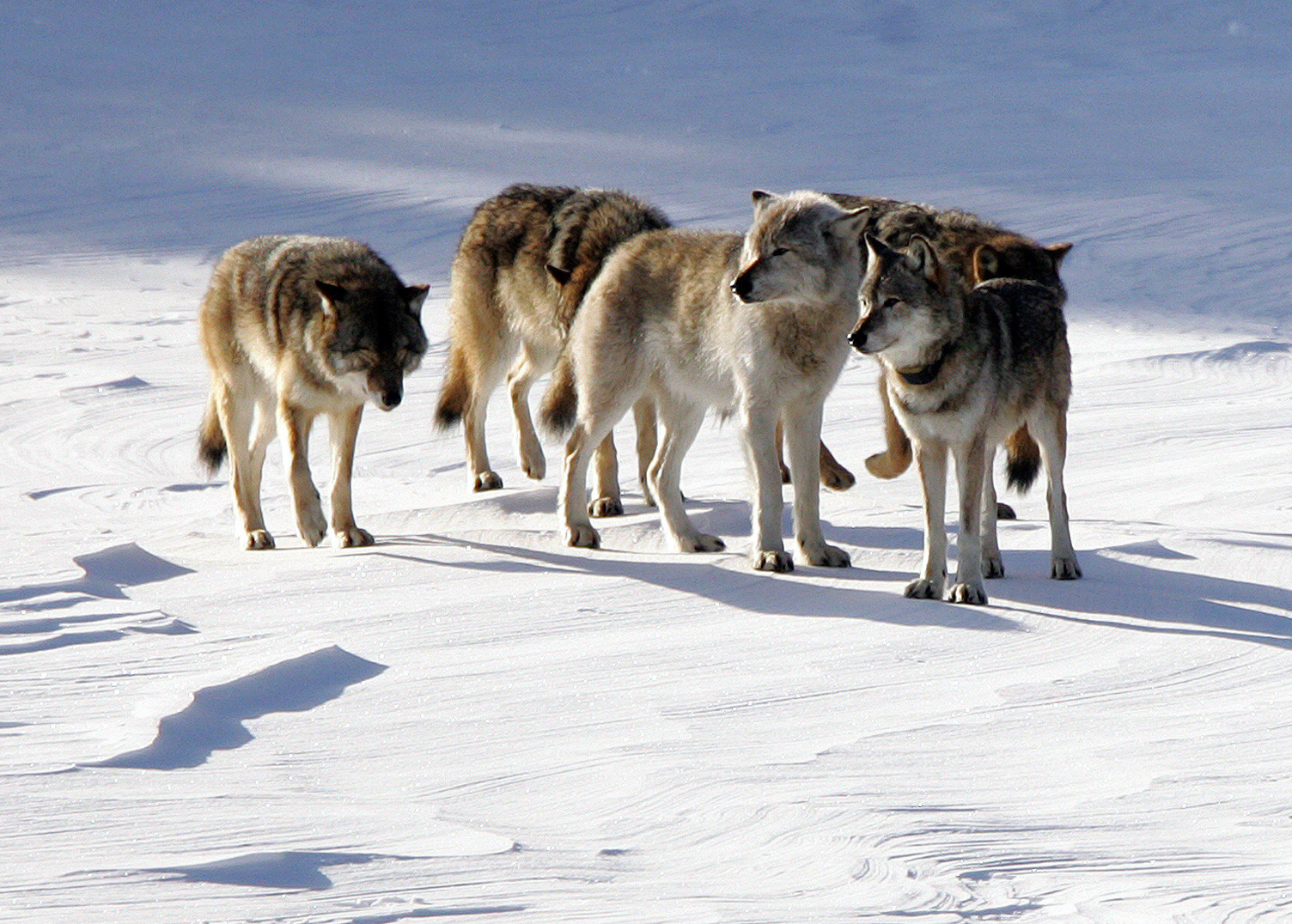 Mystery solved: 3 Isle Royale wolves drown in mine