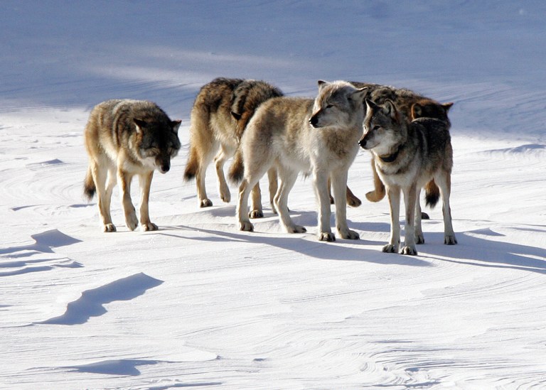   FILE - In this Feb. 10, 2006, file photo provided by Michigan Technological University, a pack of gray wolves is shown on Isle Royale National Park in northern Michigan. On Thursday, June 14, 2012, the university said its researchers have discovered the reason for a worrying decline in the number of wolves in their most recent census. They say the bodies of three wolves, including a female cub, were found floating in water at the bottom of an abandoned, 19th century mineshaft. The winter census found only nine living wolves, only one of them a female. (AP Photo/Michigan Technological University, John Vucetich, File)  