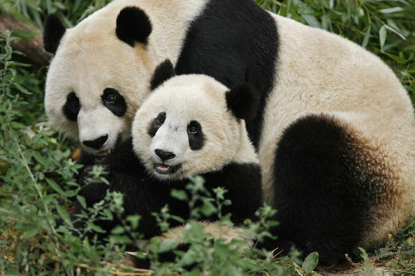 Giant Panda cub Tai Shan cuddles with his mother, Mei Xiang, while they eat melon balls in the morning at the Smithsonian National Zoological Park on Aug. 30, 2006. 