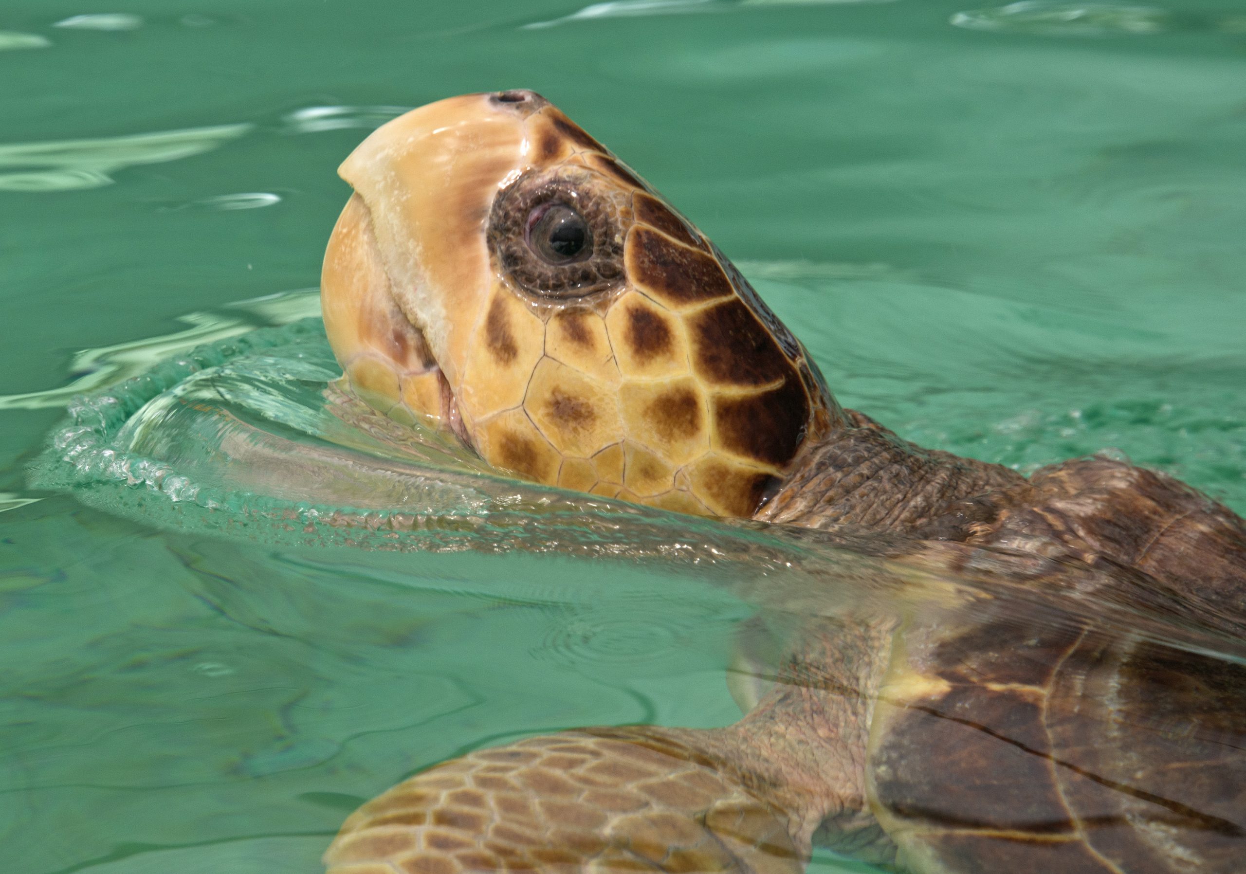 Rescued turtle heading to new home in San Diego