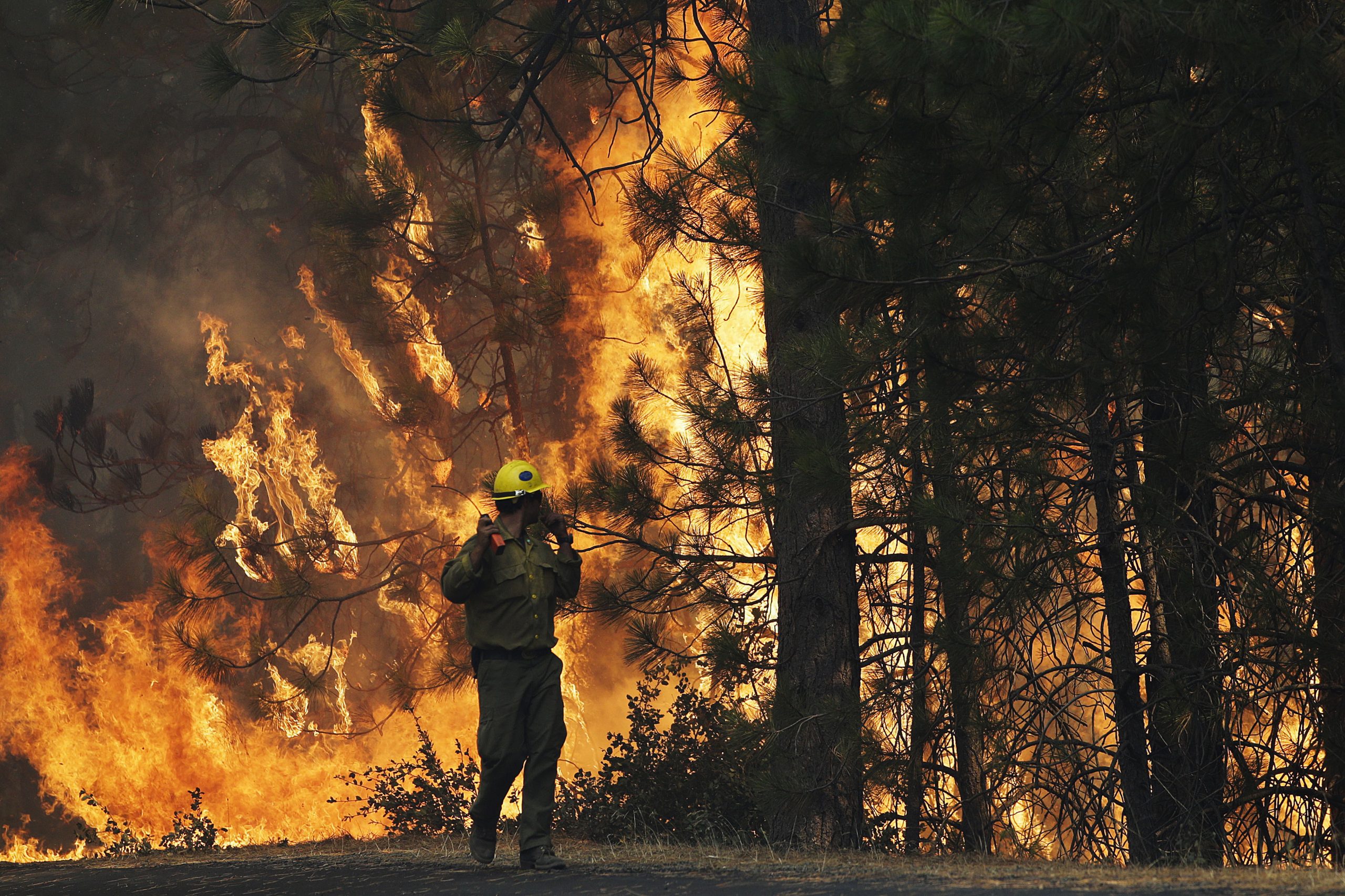 House backs bill to speed logging of burned trees