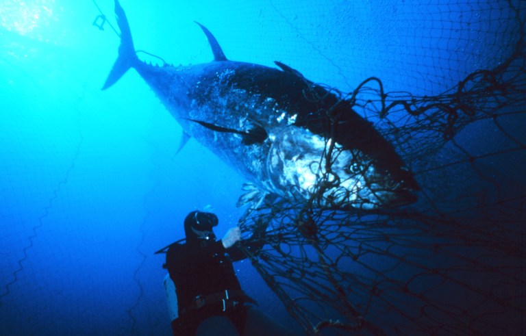 Fisheries Service says listing the Pacific bluefin tuna 