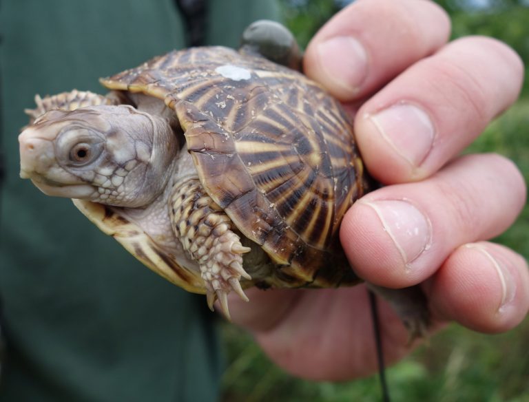 In this June 18, 2014 photo provided by the Lincoln Park Zoo Lincoln Park Zoo and U.S. Fish and Wildlife Service officials release twenty ornate box turtles into the wild in northern Illinois as part of efforts to restore natural grasslands and prairies. The turtles were released Wednesday in the Upper Mississippi Wildlife and Fish Refuge near Thomson and Savanna, Ill. They hatched from eggs at the zoo where they were raised without the threat of predators. Before their release, they got unique markings and transmitters so they can be tracked by researchers. (AP Photo/Courtesy the Lincoln Park Zoo)