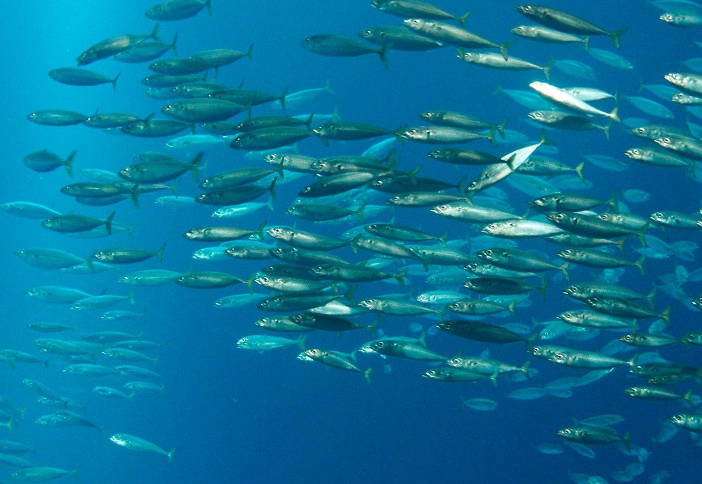 Officials change animal names over discrimination concerns