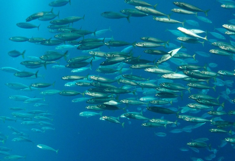 The U.S. Fish and Wildlife Service said step one is to define 