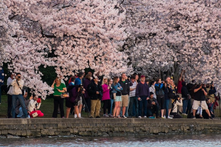 Tourists and visitors line up along the edge of the Tidal Basin and under the Cherry Blossoms to watch the sunrise early Saturday, April 12, 2014 in Washington. This weekend wraps up the annual Cherry Blossom Festival in the Nation's Capitol. (AP Photo/J. David Ake)