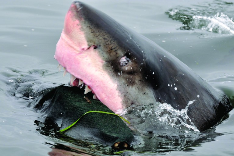 SH12H091TVHILIGHTS Aug., 2012 -- A shark seen in the North Pacific Ocean, off coast of Farallon Islands, Carcharodon carcharias. (SHNS photo by Scot Anderson / Discovery Channel)