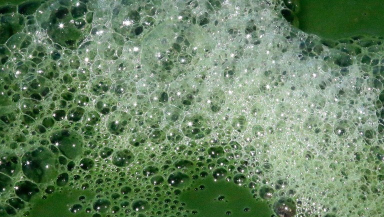 The water along the shore of Utah Lake is shown Wednesday, July 20, 2016, near American Fork, Utah. A huge toxic algal bloom in Utah has closed one of the largest freshwater lakes west of the Mississippi River, sickening more than 100 people and leaving farmers scrambling for clean water. The bacteria commonly known as blue-green algae has spread rapidly to cover almost all of 150-square-mile Utah Lake, turning the water a bright, anti-freeze green and leaving scummy foam along the shore. 