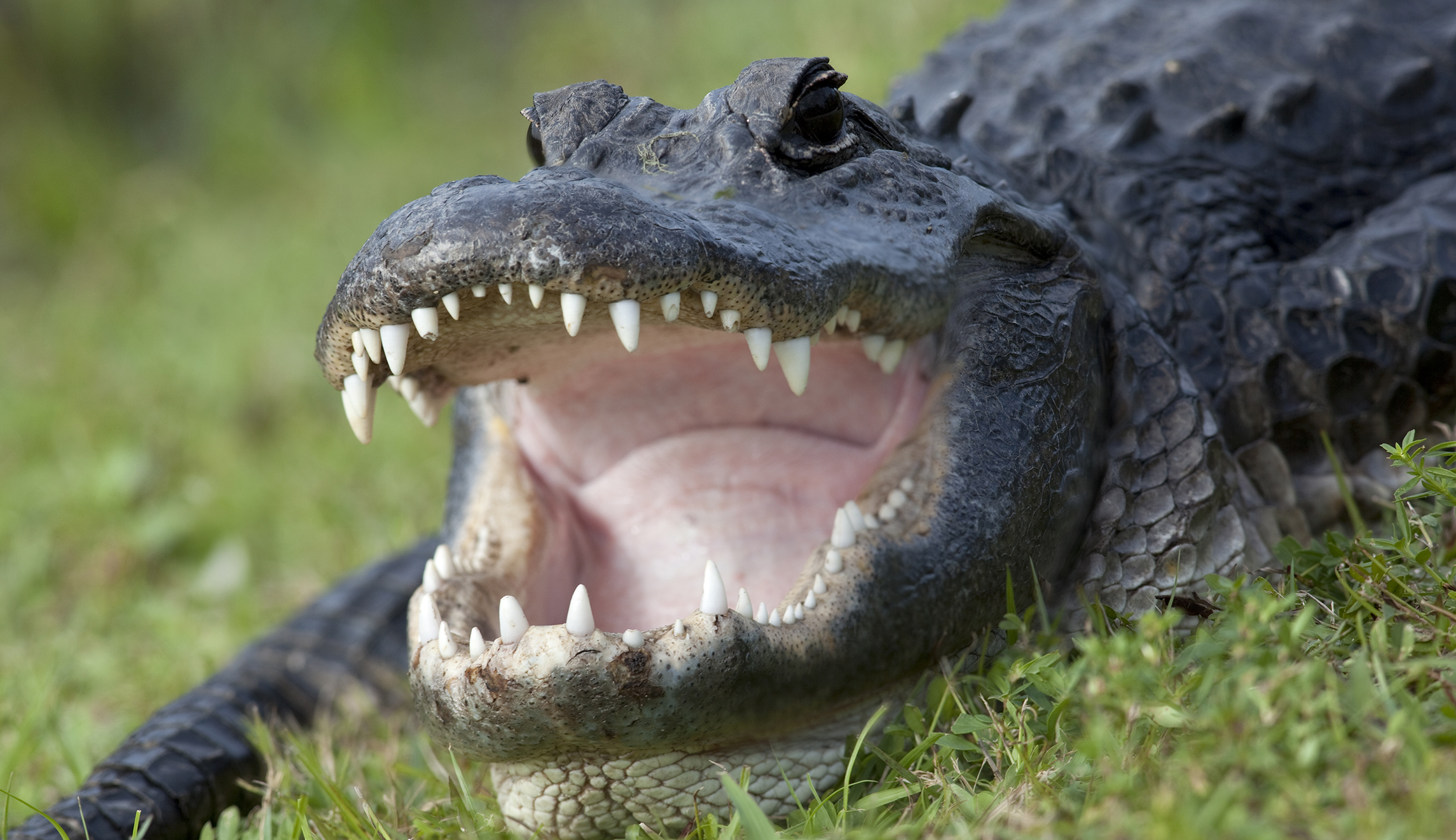 Alligator Bite