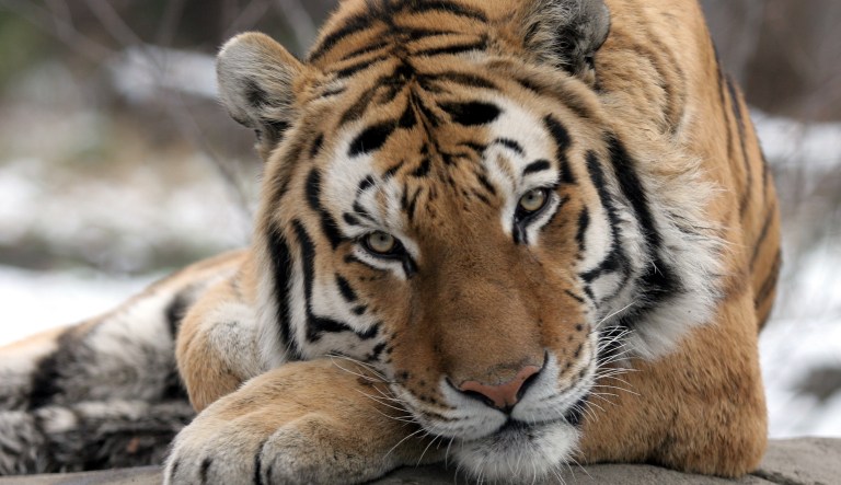 Tiger at Bronx Zoo tests positive for coronavirus, marking first known animal infection in US