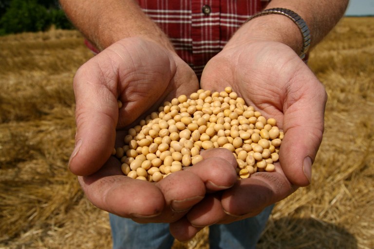 This file photo shows a farmer holding Monsanto's Roundup Ready Soy Bean seeds at his family farm in Bunceton, Mo.