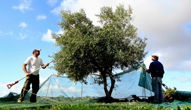 Two farmers harvest an olive tree near Alyki in the island of Paros, Greece.