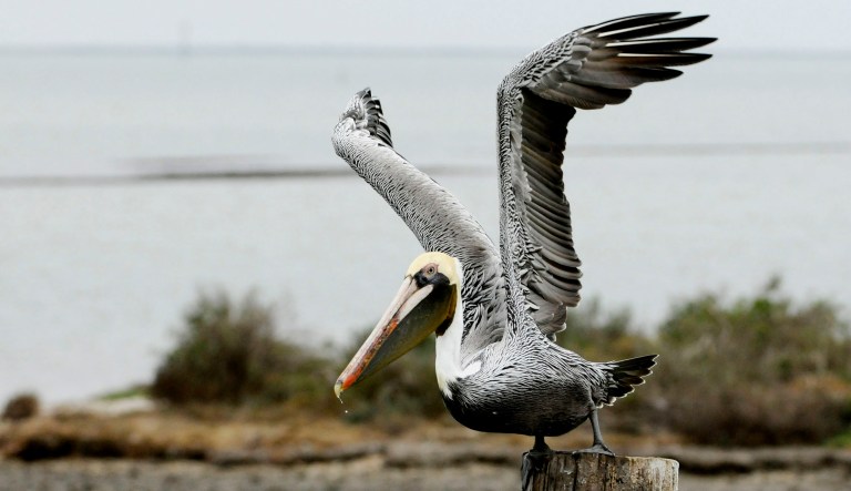 A brown pelican prepares to take flight in Rockport, Texas.