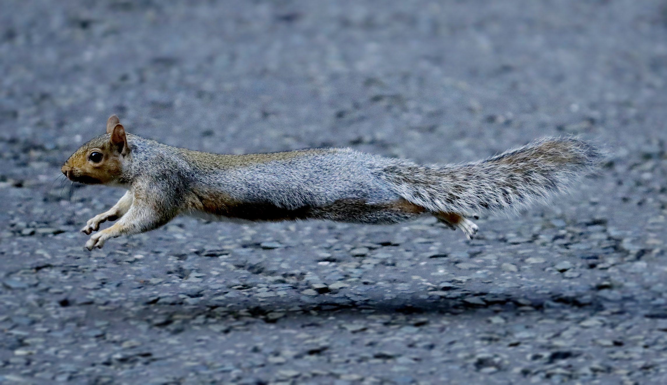 Pro-meat demonstrators fined for eating raw squirrels outside of vegan food market
