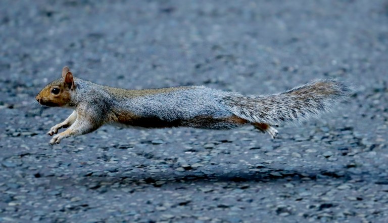 A squirrel runs through London.