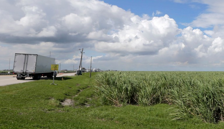 A sugar cane field is shown in South Bay, Fla. 