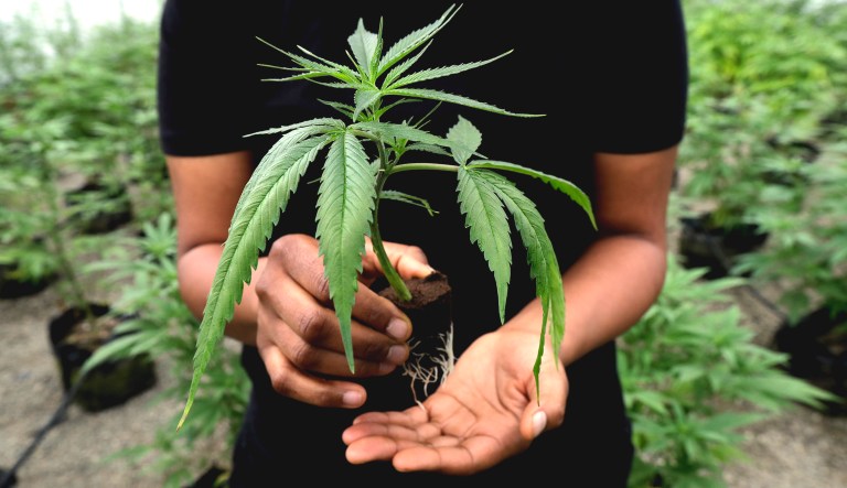 A young marijuana plant is held by a person in a growing facility.