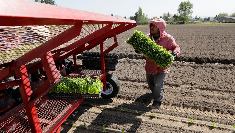 In this April 26, 2018, photo Noe Contrez carries a tray of romaine lettuce transplants as he walks next to a planter towed by a tractor at the EG Richter Family Farm in Puyallup, Wash. The farm sells most of it's lettuce to large local grocery store chains, and owner Tim Richter says that so far his farm hasn't been affected by warnings that romaine lettuce from Yuma, Arizona, apparently has been contaminated with the E. coli bacteria. Richter says he urges consumers to stay away from bagged lettuce and to always cut and wash their own produce. 