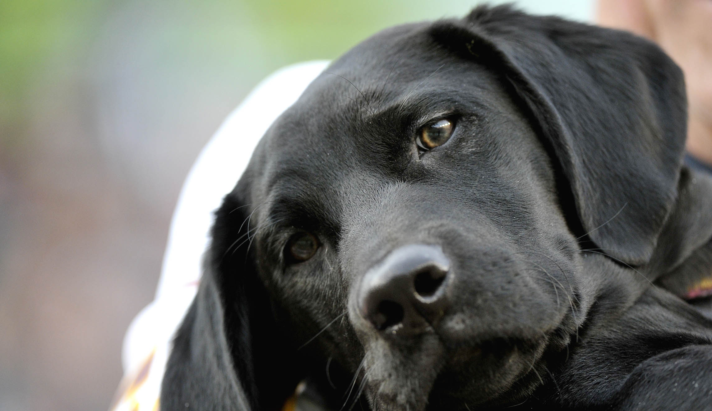 Shutdown of bestiality sites applauded by animal activists