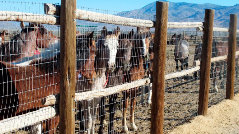 Who’s afraid of wild horses?