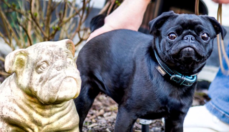 A pug named Edda (right) is pictured in Duesseldorf, Germany.