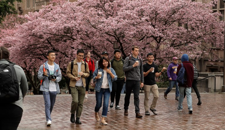 Students walk between classes near blooming cherry trees on the University of Washington campus, Wednesday, April 3, 2019, in Seattle. A light wind Tuesday started to scatter many of the pedals from the trees, which reached their peak bloom over the weekend.