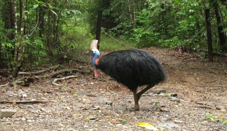In this June 30, 2015 photo, an endangered cassowary roams in the Daintree National Forest, Australia. On Friday, April 12, 2019, a cassowary, a large, flightless bird native to Australia and New Guinea, killed its owner when it attacked him after he fell on his property near Gainesville, Fla. Cassowaries are similar to emus and stand up to 6 feet (1.8 meters) tall and weigh up to 130 pounds (59 kilograms). 