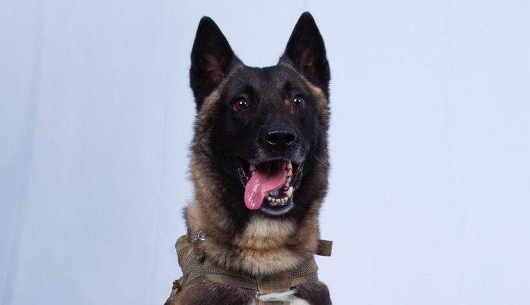 'The ultimate fighter': Trump honors Conan, dog injured in Baghdadi raid