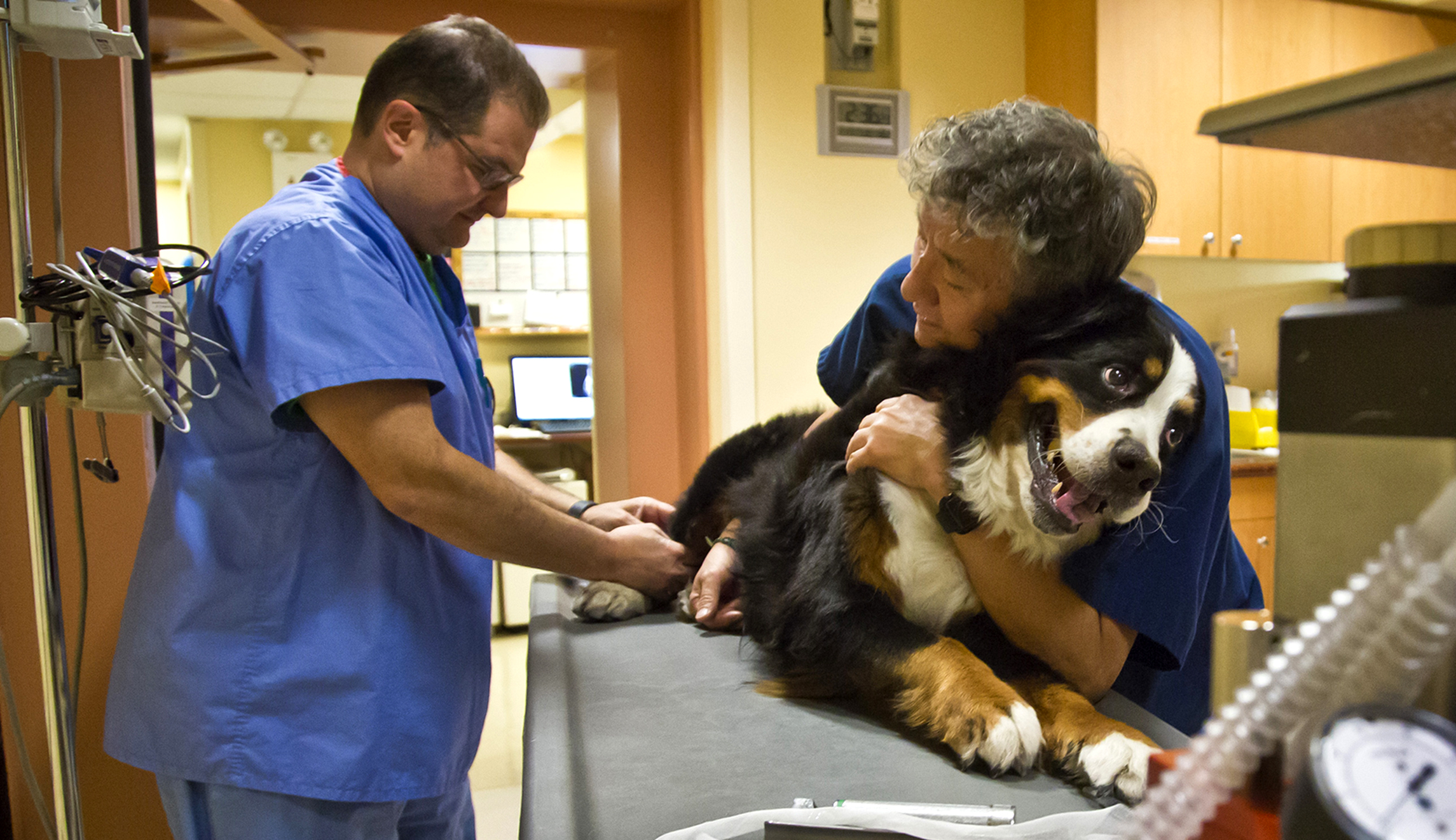 Trump signs bill into law funding medicines for animals