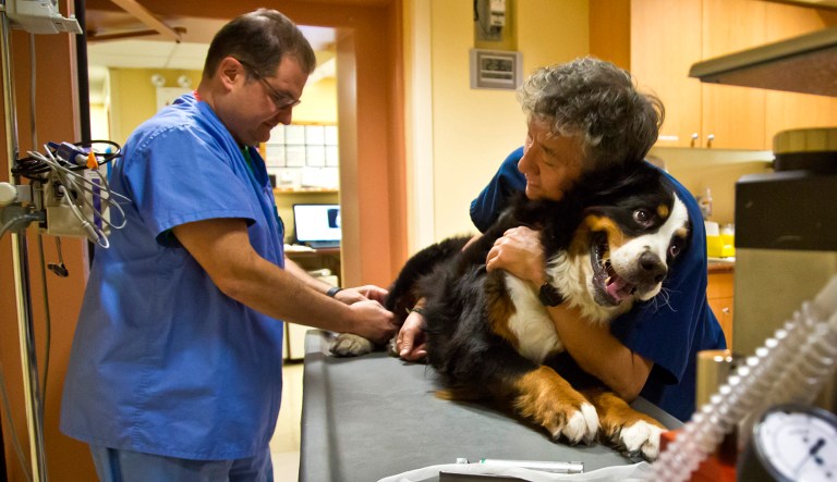 Veterinary nurse and radiation technician Corrado Picarulli, left, and veterinary assistant Yoshiaki Kobayashi prepare Dakota, a giant 7-year old Bernese mountain dog, for radiation treatment of a snout tumor, at the Cancer Institute at Manhattanâs Animal Medical Center in New York. 